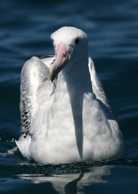 New Zealand Seabirds 2007, extended version; Wandering Albatross and Royal Albatross