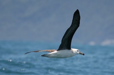 New Zealand Seabirds 2007; Extended version; Mollymawks