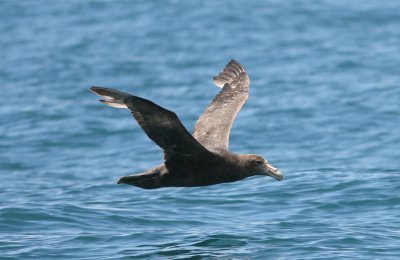 071205 1r Southern Giant Petrel Macronectes giganteus Kaikura.jpg