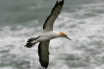 071129 1d Australasian Gannet Morus serrator Muriwai.jpg