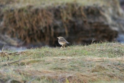 080301 Blyths Pipit Anthus godlewskii Apelviken Halland.jpg