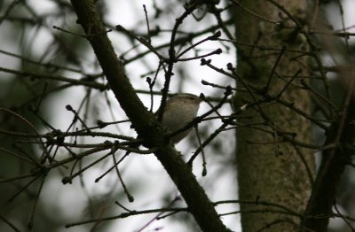 080301 Humes Warbler Phylloscopus humei Tobisvik Simrishamn.jpg