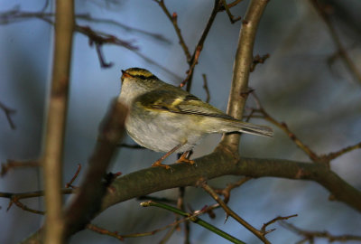 080305 Lemon-rumped Warbler Phylloscopus Proregulus Habo Fure Lomma.jpg