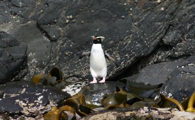 071209 1a Fiordland Crested Penguin Eudyptes pachyrhynchus Stewart Island.jpg