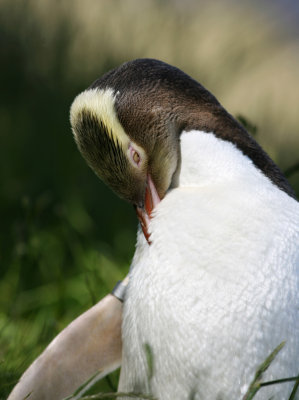 071207 1j Yellow-eyed Penguin Megadyptes antipodes Otago peninsula Penguin reserve_redigerad-1.jpg
