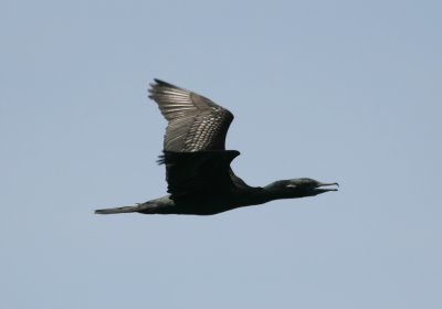 071213 1d Little Black Cormorant Phalacrocorax sulcirostris Pulau Rambut Western Java.jpg