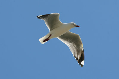 071204 Red-billed Gull ad Larus novaehollandiae Lake Grassmere. jpg.jpg