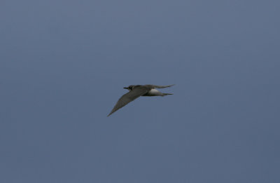 071207 1a Black-fronted Tern Sterna albostriata 1 cy Near Twizel.jpg
