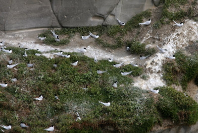 071129 1 White-fronted Tern Sterna striata colony at Muriwai.jpg