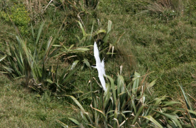 071129 2 White-fronted Tern Sterna striata  Muriwai.jpg