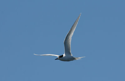 071209 1m White-fronted Tern Sterna striata Ulva Island - Muttonbird Island.jpg