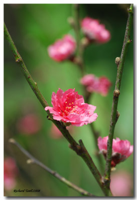 sentosa_flower_festival_2008