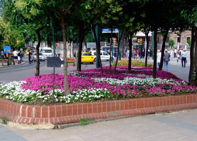 Center of Street Flowers