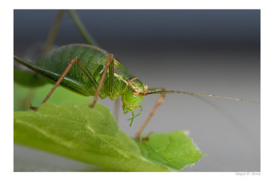 DSC_4642_FR_.jpg