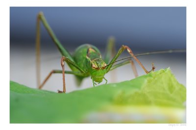 DSC_4623_FR_.jpg