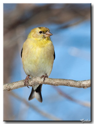 Chardonneret jaune, plumage hivernale / American Goldfinch, winter plumage