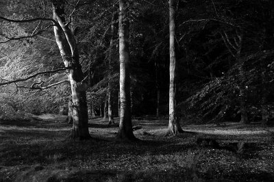 12th September 2008  three trees