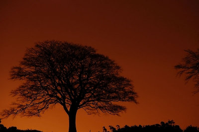 20th December 2008 <br> tree at night