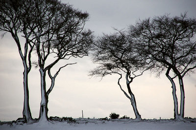 5th February 2009  trees in winter