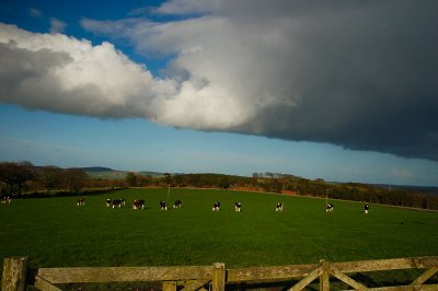 21st April 2009  cows