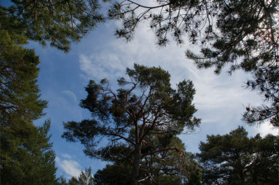 29th May 2009  Scots pine