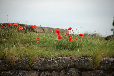 21st July 2009 <br> poppies