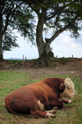 8th August 2009 <br> bull and tree