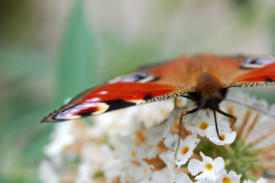 6th September 2009  painted lady