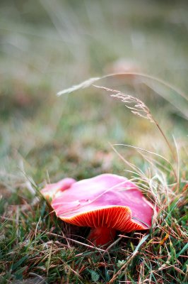 29th October 2010 <br> mushroom