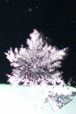 27th November 2010 flake