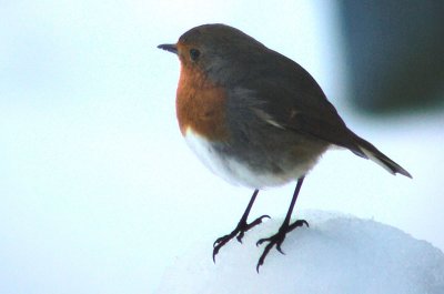 5th December 2010  Robin