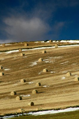 11th December 2010  bales