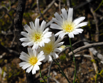 Desert Flowers