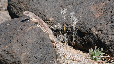 Around the Sonora Desert