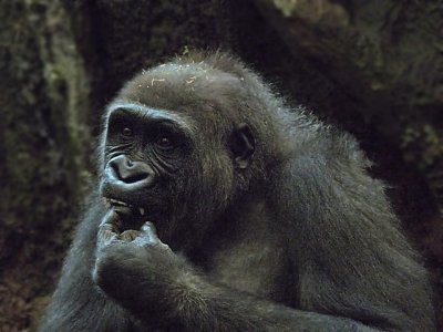 e gorilla  iso 400  FZ28 Brx Zoo feb 2009   ps cs2 P1010594.jpg