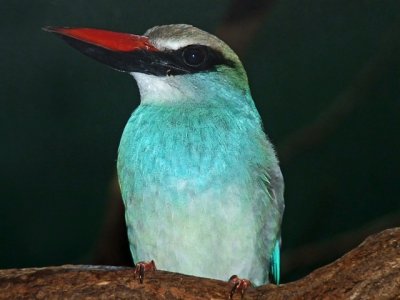 e bird  flash  FZ28 Brx Zoo feb 2009   ps e7   P1010475.jpg