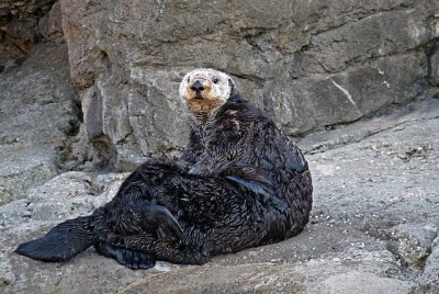 e NYA  sea otter ps cs2  P1020082.jpg