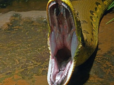 e Snake open mouth 2 Bronx Zoo feb 2009   FZ28  ps e7 P1030159.jpg