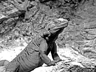e BW Smaller Lizard Bronx Zoo  FZ28 ps e7   P1030181.jpg