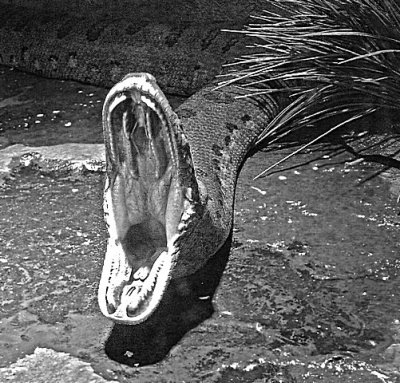 e BW big mouth  snake Bronx Zoo feb 2009   FZ28  ps e7 P1030160.jpg