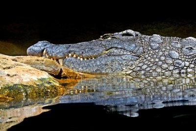 e Gator  FZ28  Bronx zoo  ps cs2  P1020782.jpg