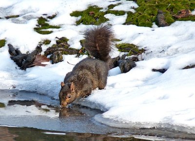 e squirell  bronx zoo FZ28 ps cs2 P1010785.jpg