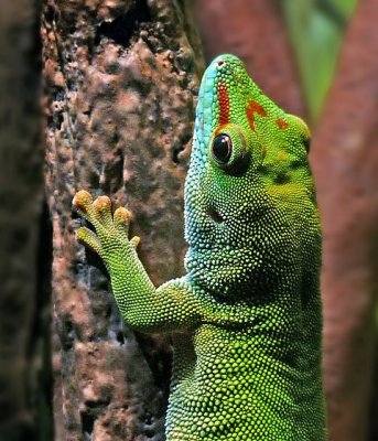 e lizard CROPPEd MORe     FZ28  bronx zoo  ps cs2 P1020790.jpg