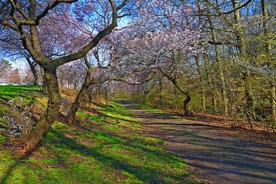 e cherry blossoms  fz28 ps cs2 P1040516.jpg