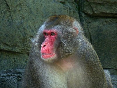 e Snow Monkeys2  FZ28 ps cs2  P1050109.jpg