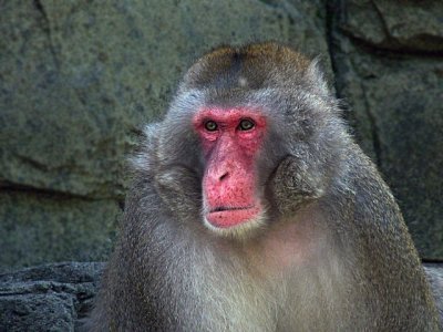 e Snow Monkey  Central park zoo  FZ28  may 2009 ps cs2 P1050113.jpg
