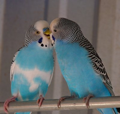 e luv birds TBZ 5-09  FZ28 ps cs2 P1050583.jpg