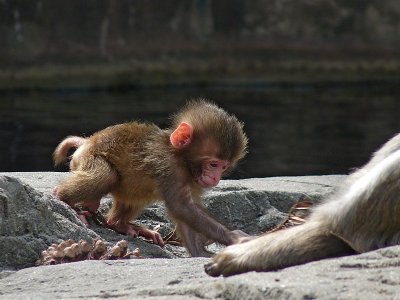 e Baby Snow Monkey 1 ps cs4 FZ28 P1070035.jpg