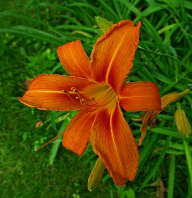 e Orange flower  ps cs4  LX3 P1020764.jpg