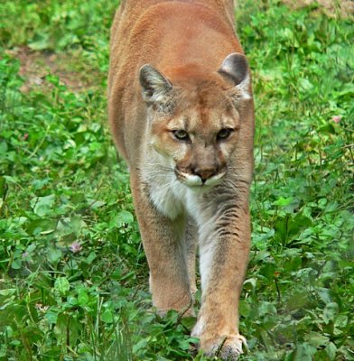 e Bobcat  FZ20  ps cs4 P1160733.jpg